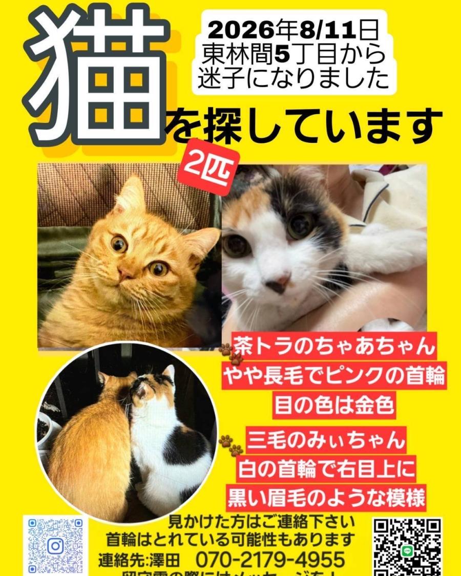 ちゃあ、みい