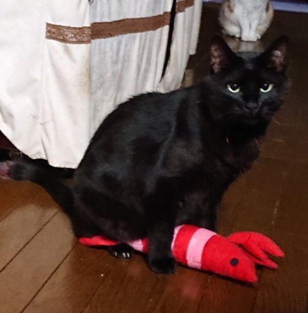 アッシェ