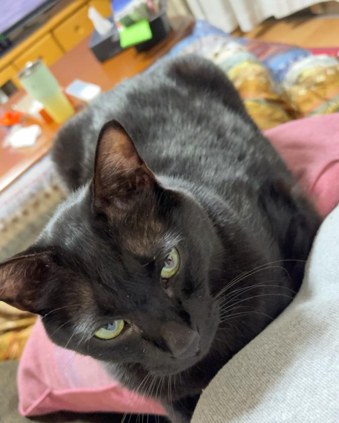 テト