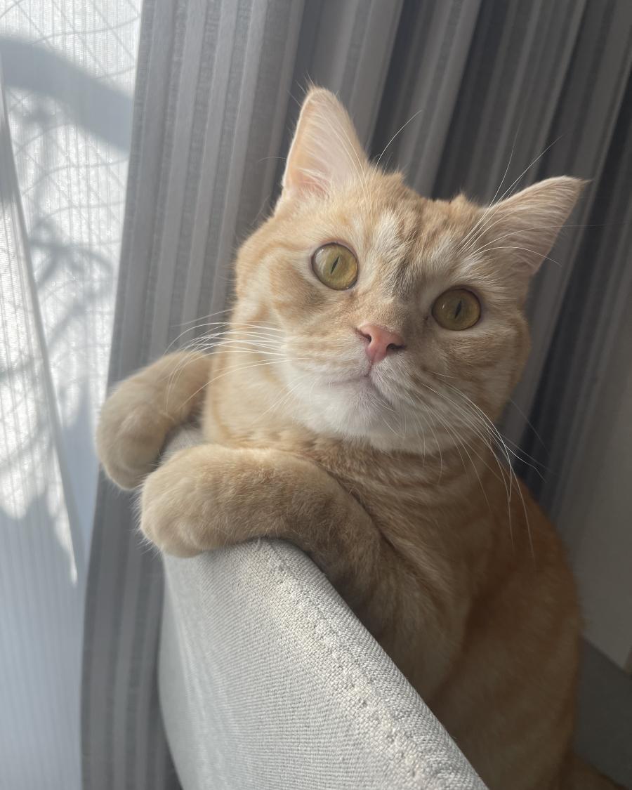 ジャスティン