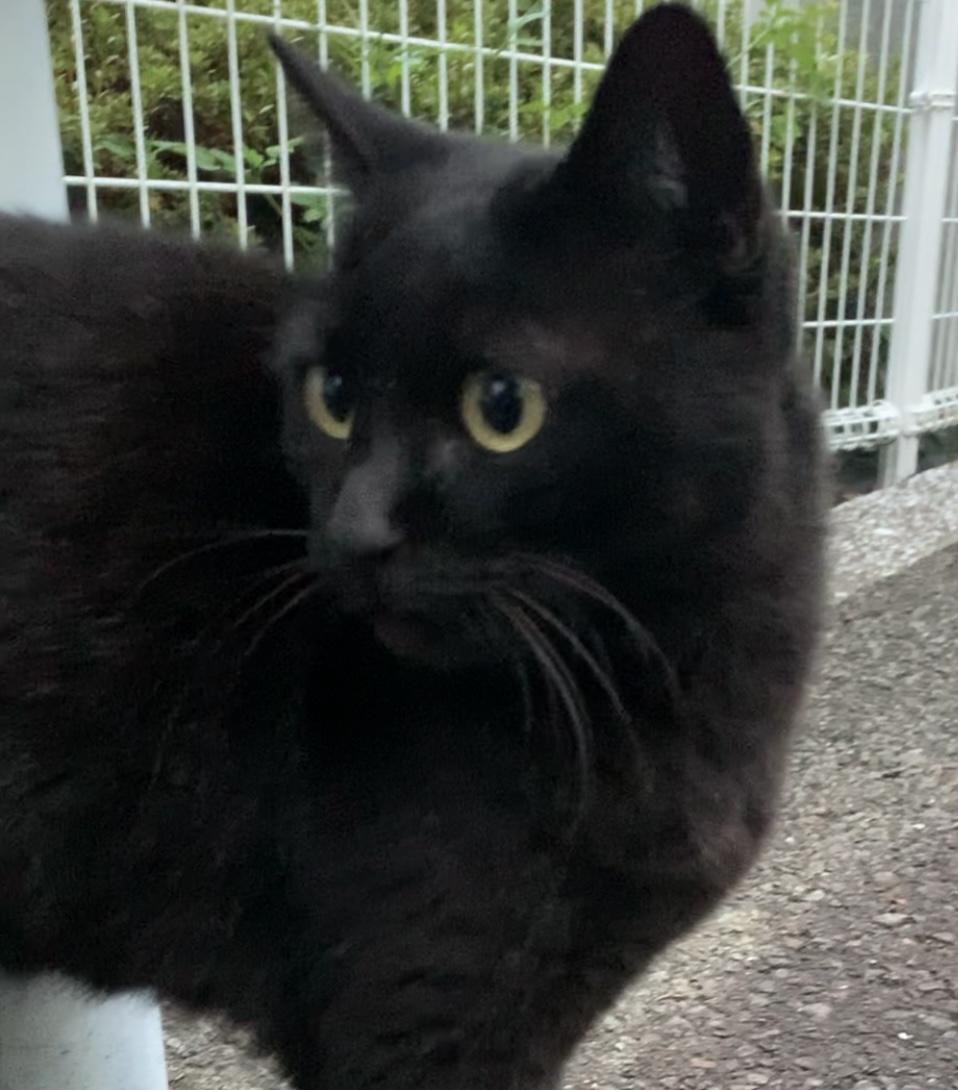 クロちゃん、コッチ