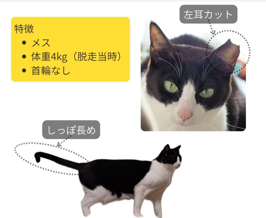 ハチ