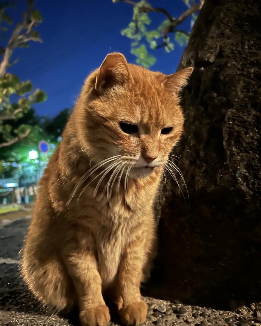 チャコ