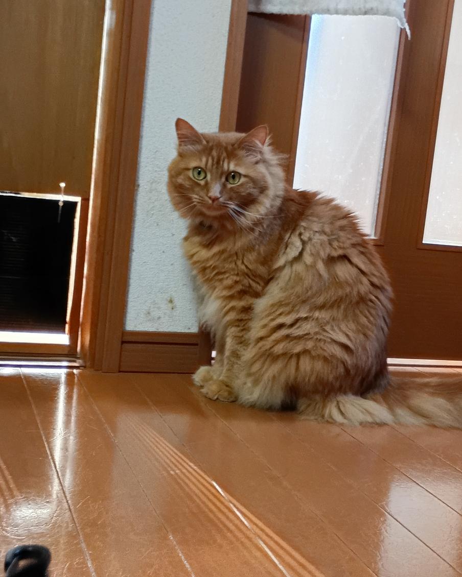 ぶり