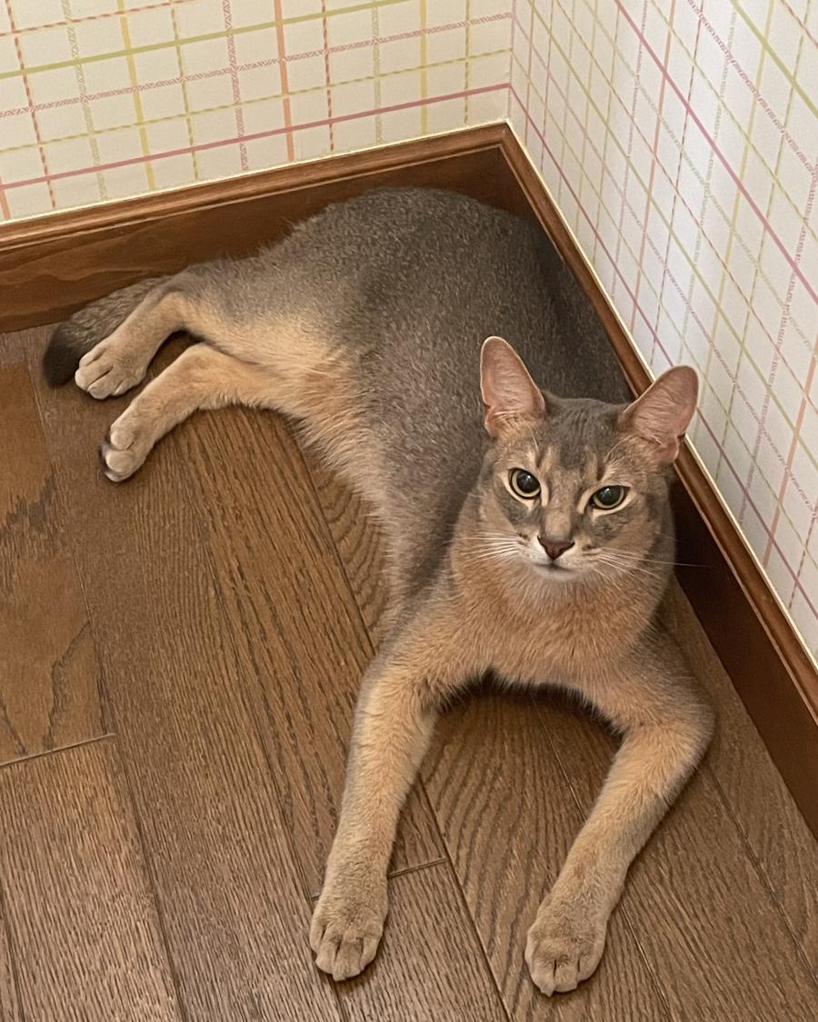 ソル