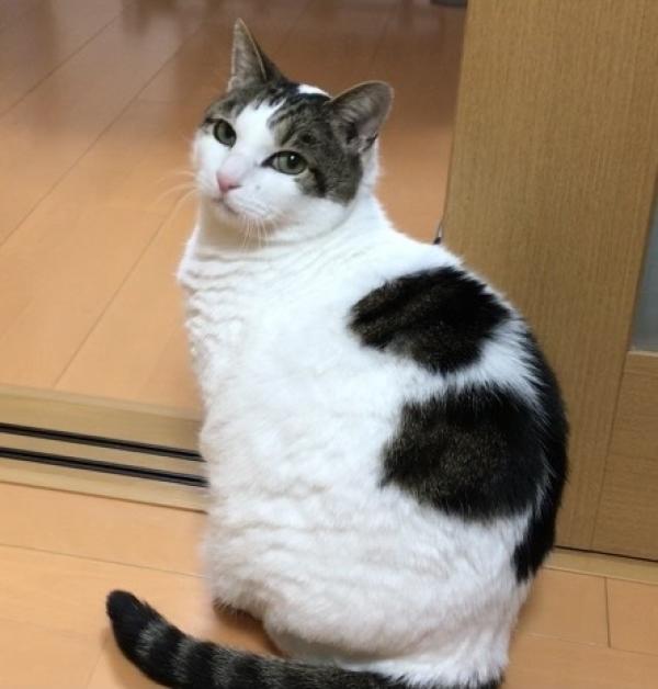 たま