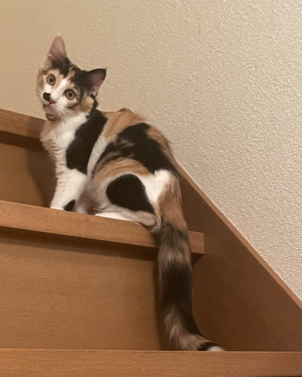 チコ