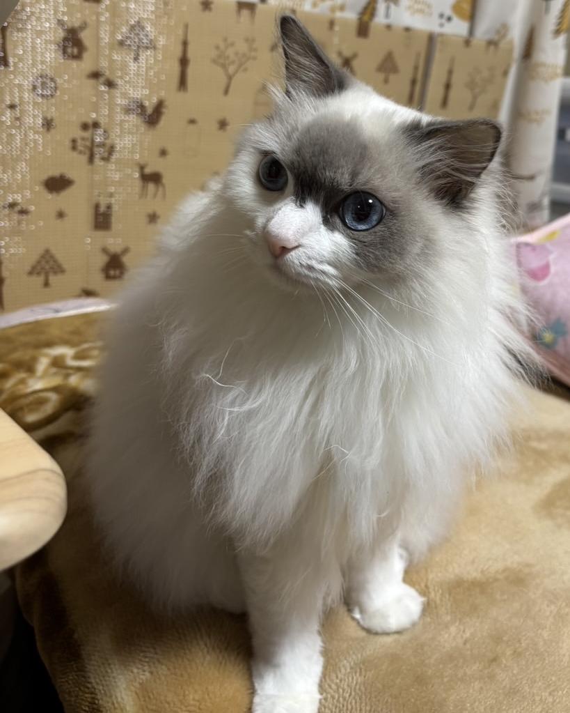 もも