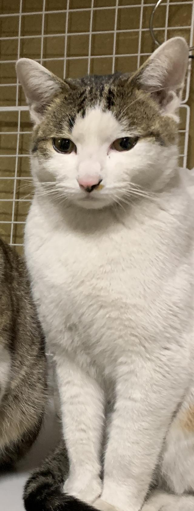ニャー