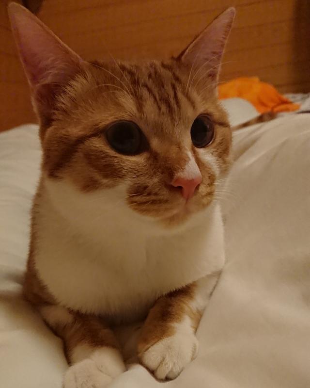 ラン