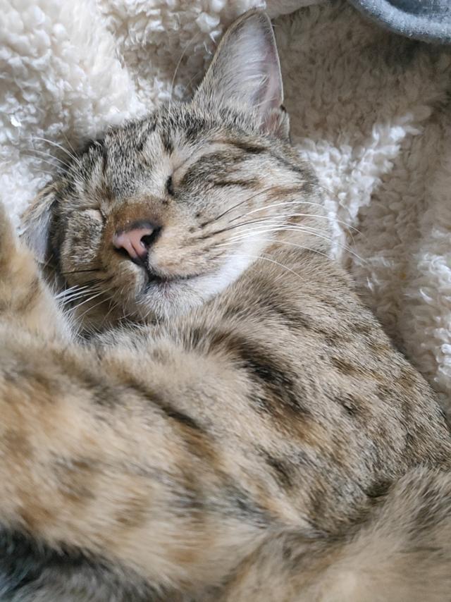 のの