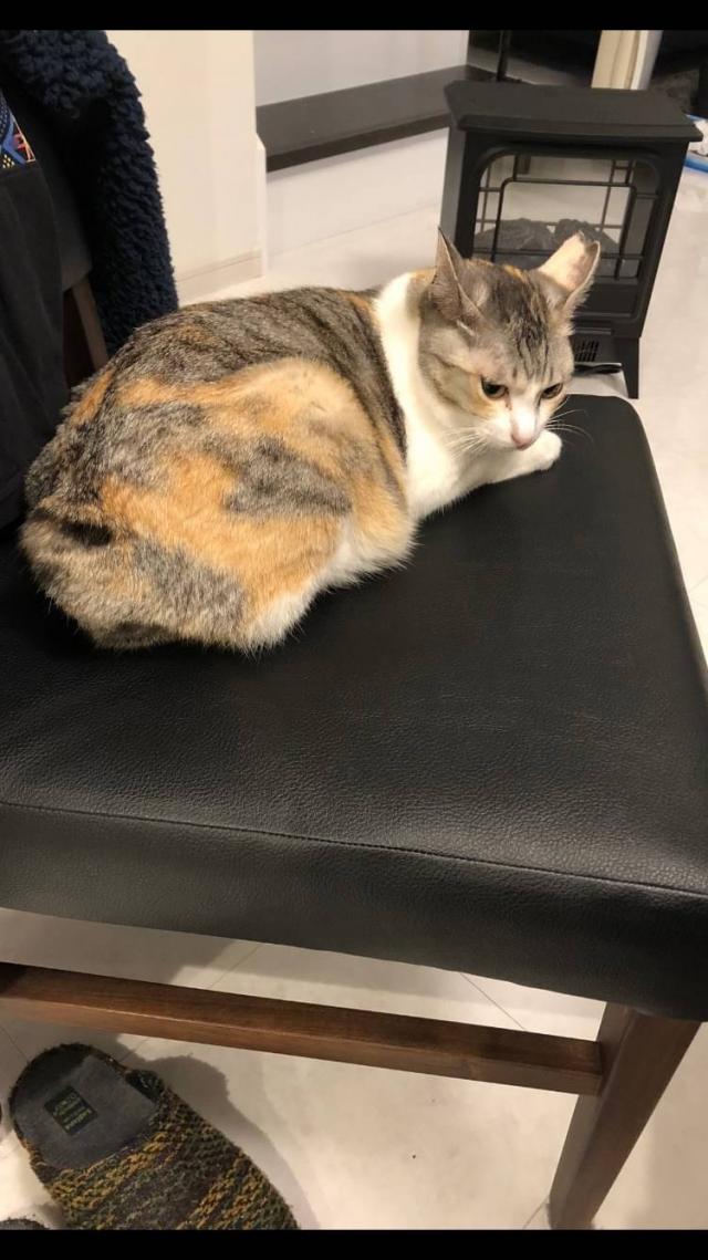 シャル