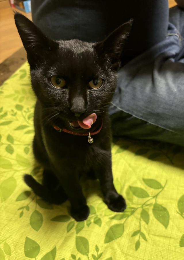 クロマメ