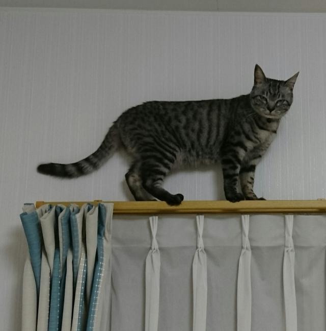 ナナ