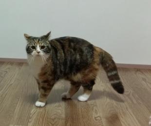 みかん