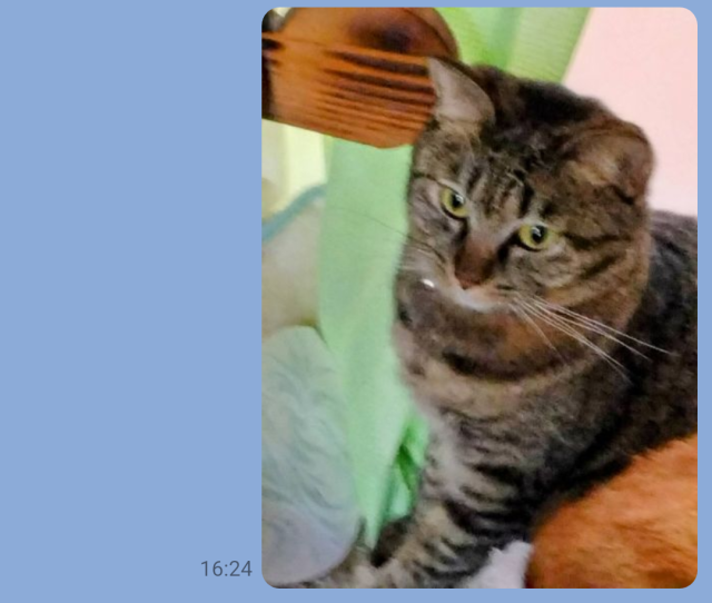 ナナ