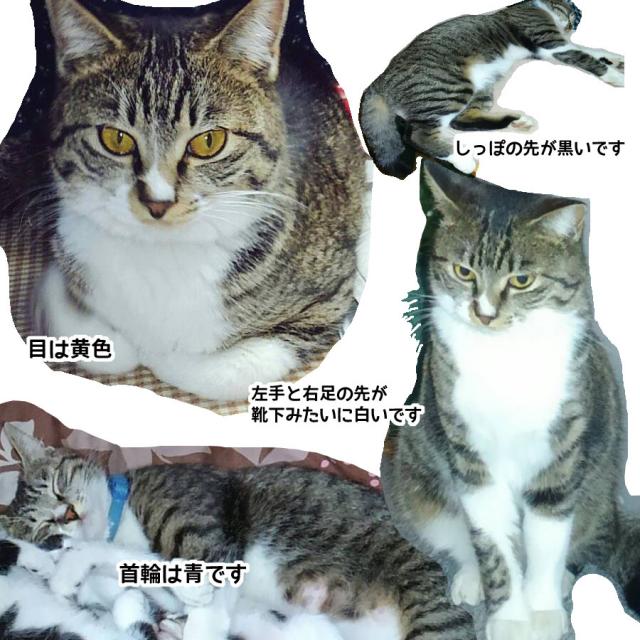 チビ