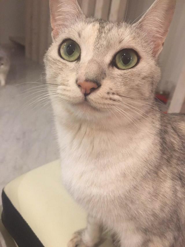 ヒメ