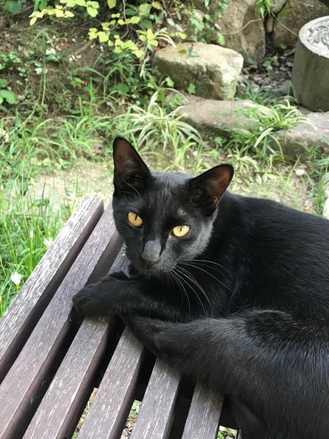 ツバメ