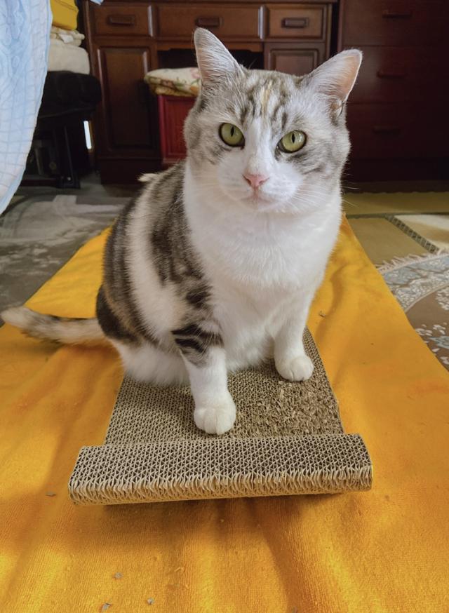 ぽん