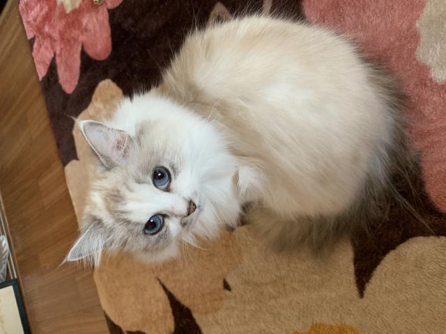 みか