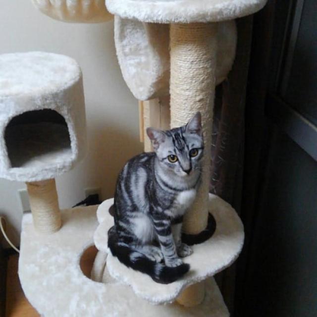 アビ