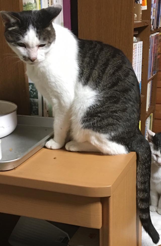 コタ