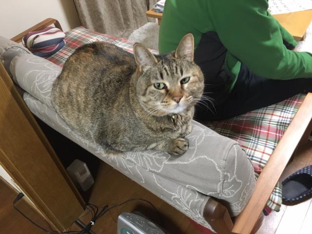 もも