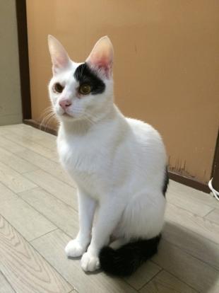 ブッチー