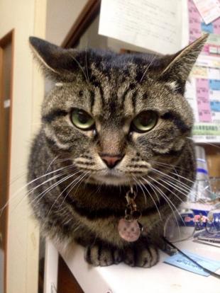 まろん