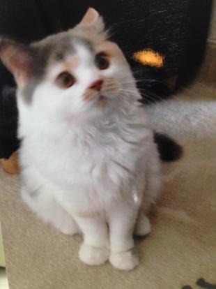 あんちゃん