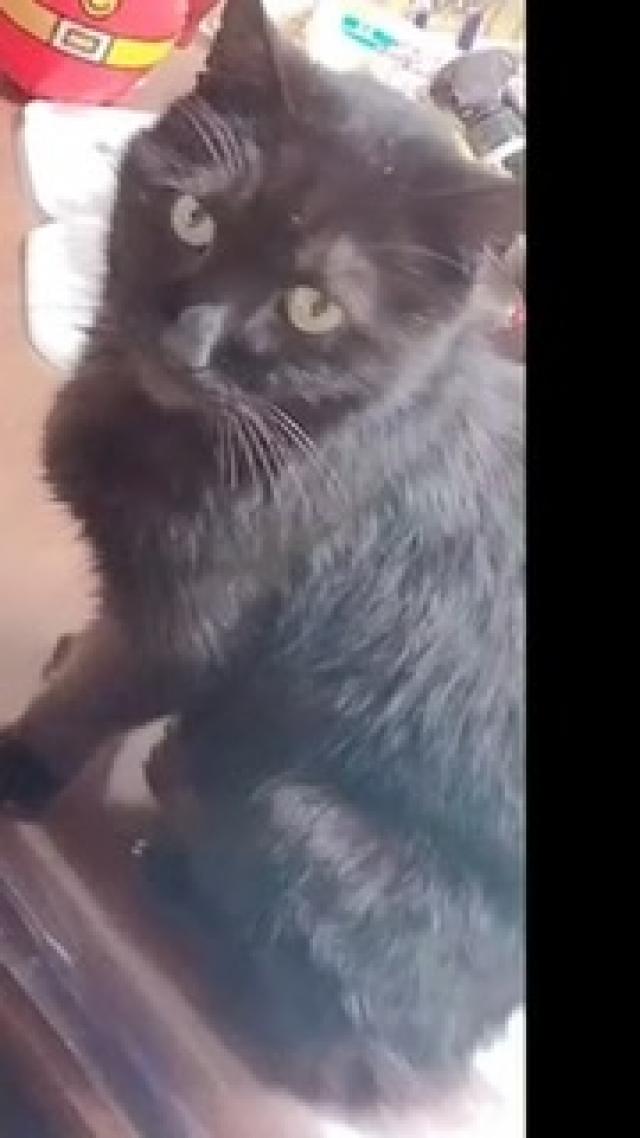 モカ　黒の老猫１７歳