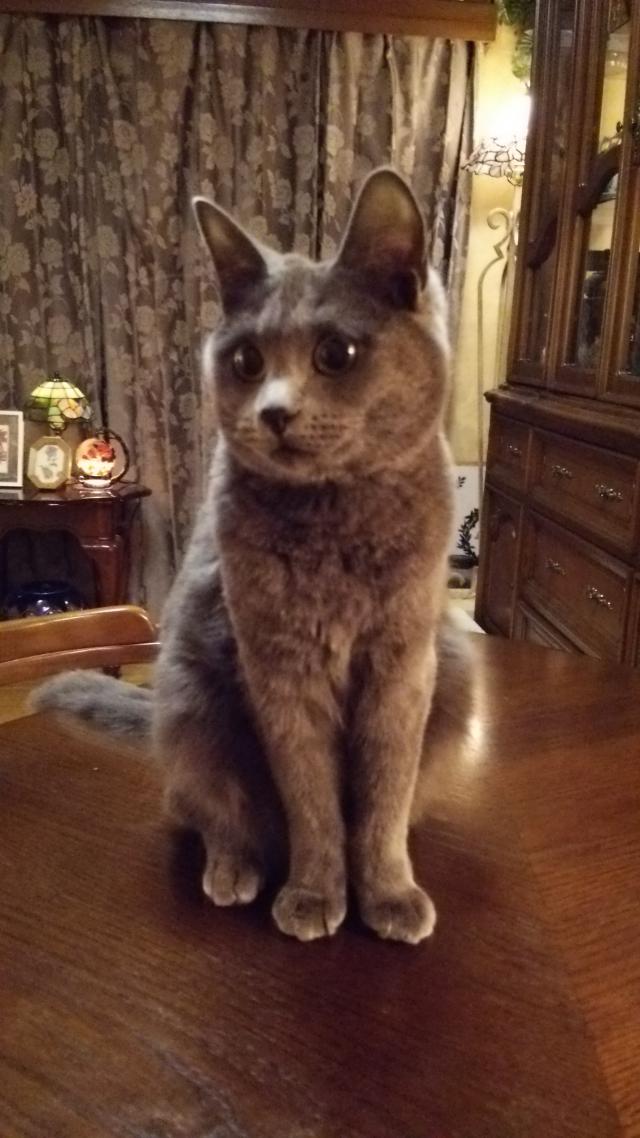アッシュ