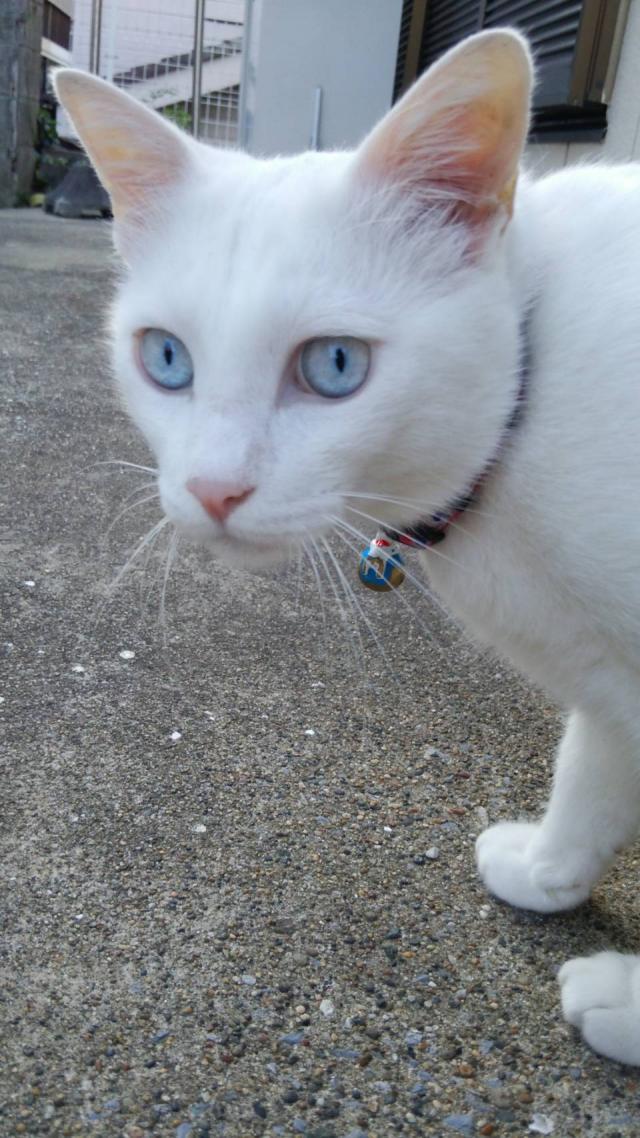ショウ