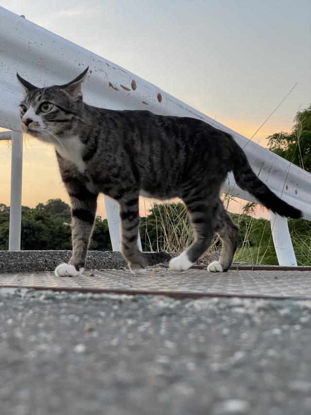 えむ