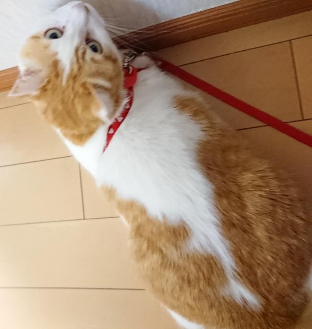 シロ