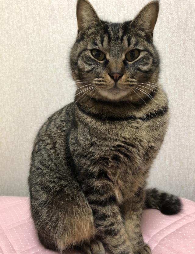 レイ