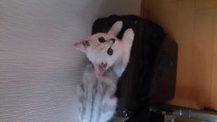 おまめ