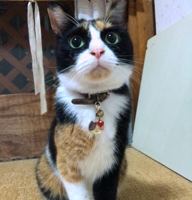 マロン