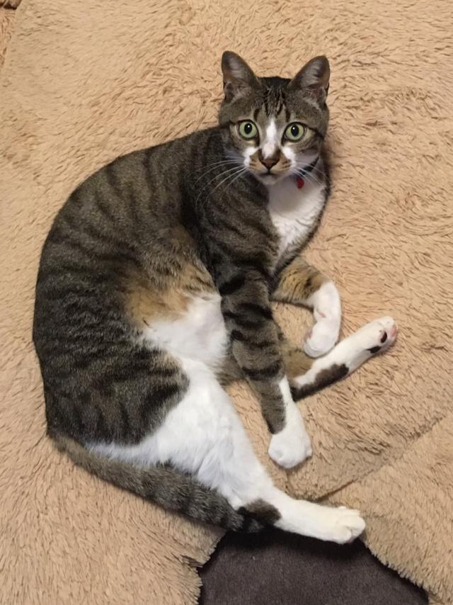 クレバー