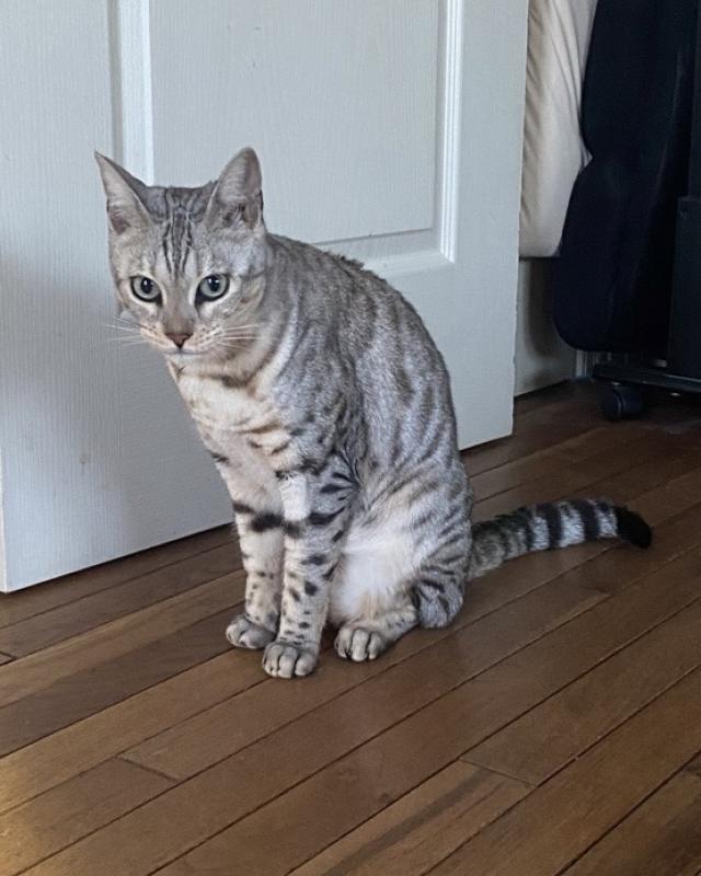 ピノ