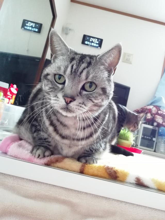 ショー