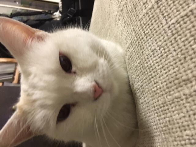 シロ