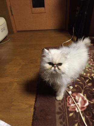マロ