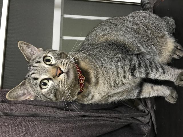 モモ
