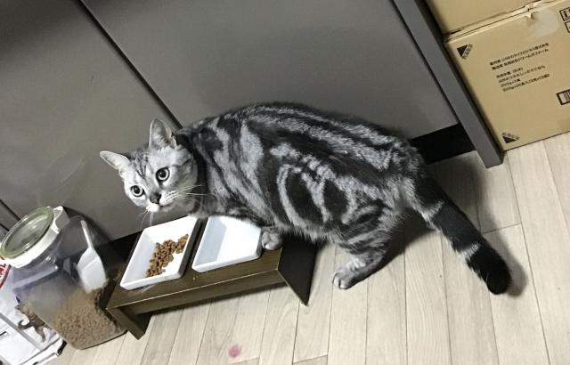 まめた
