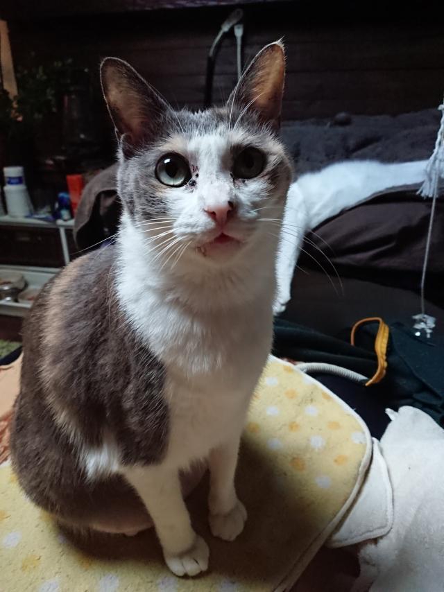 ハナコ