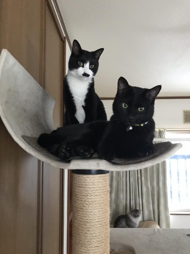 カイ