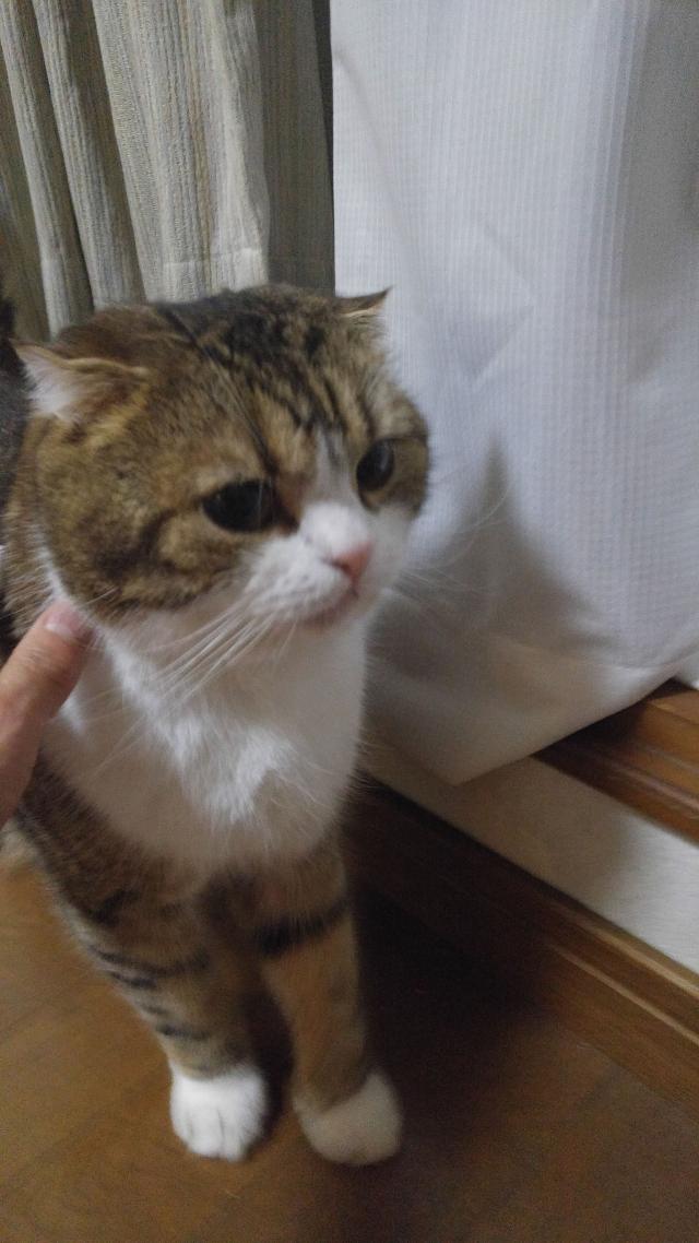 しし丸