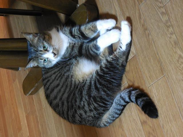 キティ